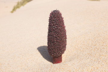 Maltese Fungus (Cynomorium coccineum) Growing in the Sand