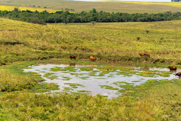 Herd of Aberdeen-Angus cattle cooling in weir water on a farm in southern Brazil