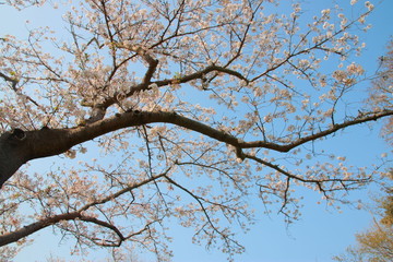 桜と春と青春と輝く未来