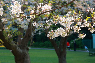 桜と春と青春と輝く未来