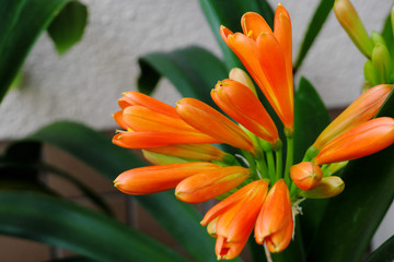 オレンジ色に咲く綺麗な君子蘭の花