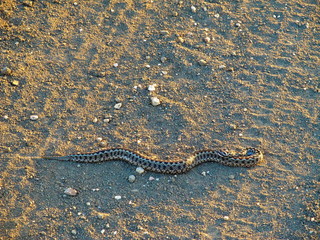 Snake on the sand during sunset. Steppe viper (Vipera ursinii). Crimean peninsula.