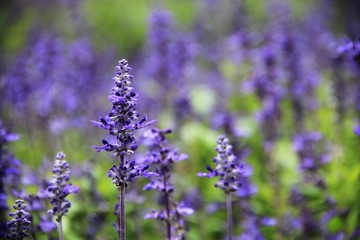 Fototapeta premium purple flower in a garden