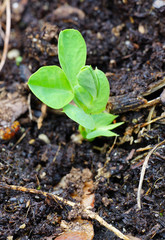 Pea shoots growing in a pot in the spring