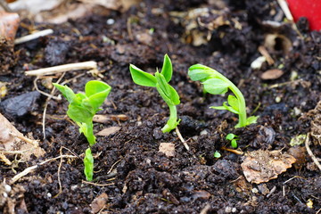 Pea shoots growing in a pot in the spring