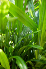Fototapeta premium Green pandan leaves growing in the garden..