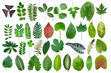Beautiful tropical leaf collection on white background