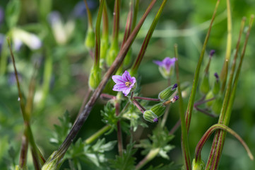 small purple flower of snapdragon