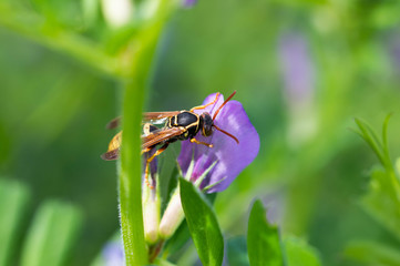 Yellow jacket bee on snapdragon
