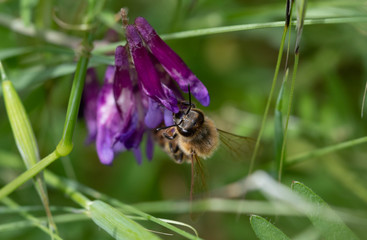 Honey bee on a snapdragon