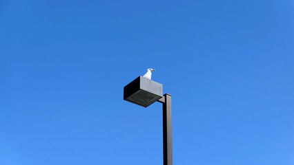 seagull on the street lamp on blue sky