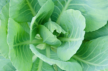 Fresh green leaves of long live cabbage detail