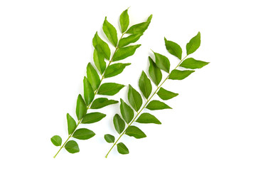 Curry leaves isolated on white background.