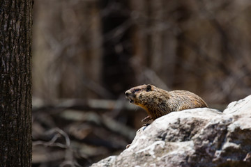 Groundhog (Marmta Monax) or woodchuck standing alert on a rock talking in the springtime