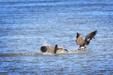 Canada Geese taking off on water