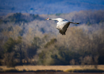 Sandhill Cranes flying over Hiwassee wildlife refuge in Birchwood Tennessee.