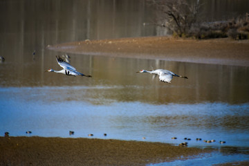 Sandhill Cranes flying over Hiwassee wildlife refuge in Birchwood Tennessee.