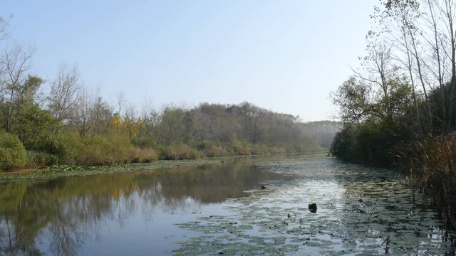 Static video of floodplain forest in Acarlar longoz at Karasu, Sakarya, Turkey.