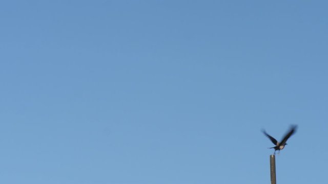 Crow cawing and take off from a pole during clear sky day footage.