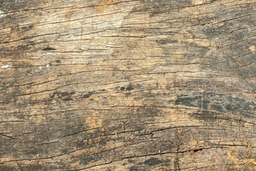 Wood texture background,old tree trunk with cracks