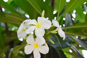 Obraz na płótnie Canvas White and yellow flower of Plumeria or Frangipani with green leaves