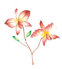 Orchid illustration