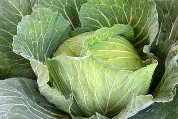 Fresh cabbage from farm field. View of green cabbages plants.