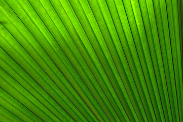 Fototapeta premium Tropical palm leaf