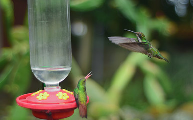 hummingbird in flight