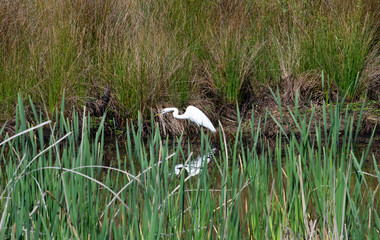 White Heron standing in a marsh