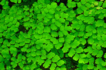 Leaves fern in garden
