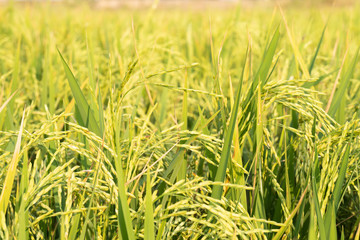 rice field with sun light
