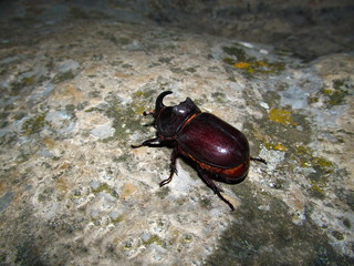 Rhinoceros beetle on a gray stone (Oryctes nasicornis). Crimean peninsula.