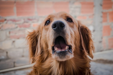 Thinker  Goldenretriever 4