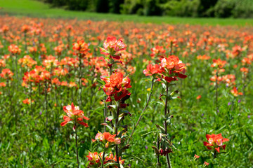 Closeup of Indian Paintbrush flowers in bloom