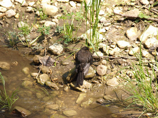 Thrush bathes in a stream and dries in the sun