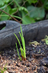 green sprout in the ground