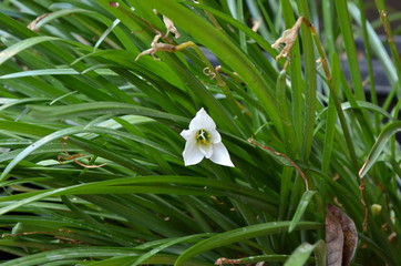 lily of the valley