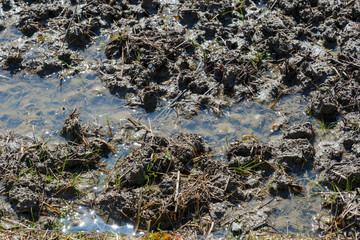 Water flowing in the rice paddies of a farming village in the spring