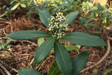野生のミヤマシキミの花