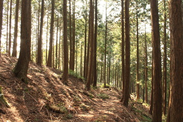 針葉樹林を通る山道 © 伶 木村