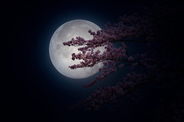 Beautiful flowers Cherry blossom in spring and Full moon