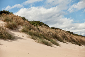 View of sand dunes and vegetation