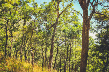 nature forest with blue sky background