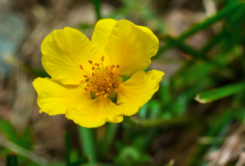 yellow flower