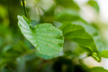 close up of green leaf