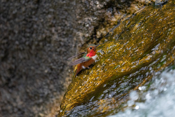 Ruby Hummingbird in the Golden Gate Park, California