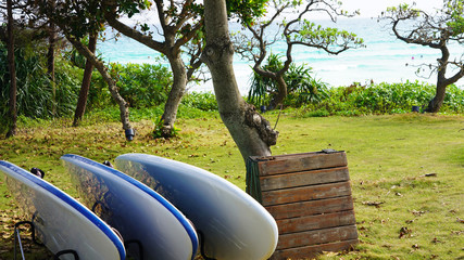 Close-up of white surfboards on a background of green grass and a beach on the shore of a tropical...