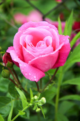 A stunning pink rose sprinkled with water droplets.