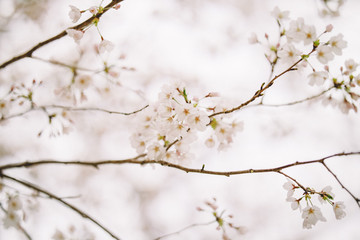 벚꽃